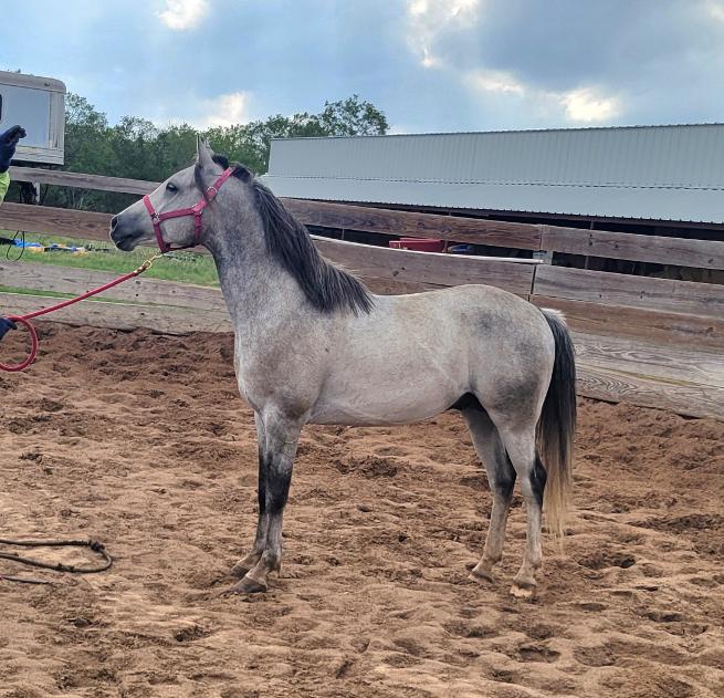 ARABIAN HORSES FOR SALE, SAN ANTONIO TEXAS AREA